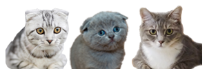 猫