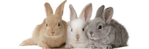 うさぎ 保険 ポイント