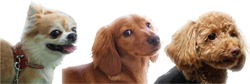 犬